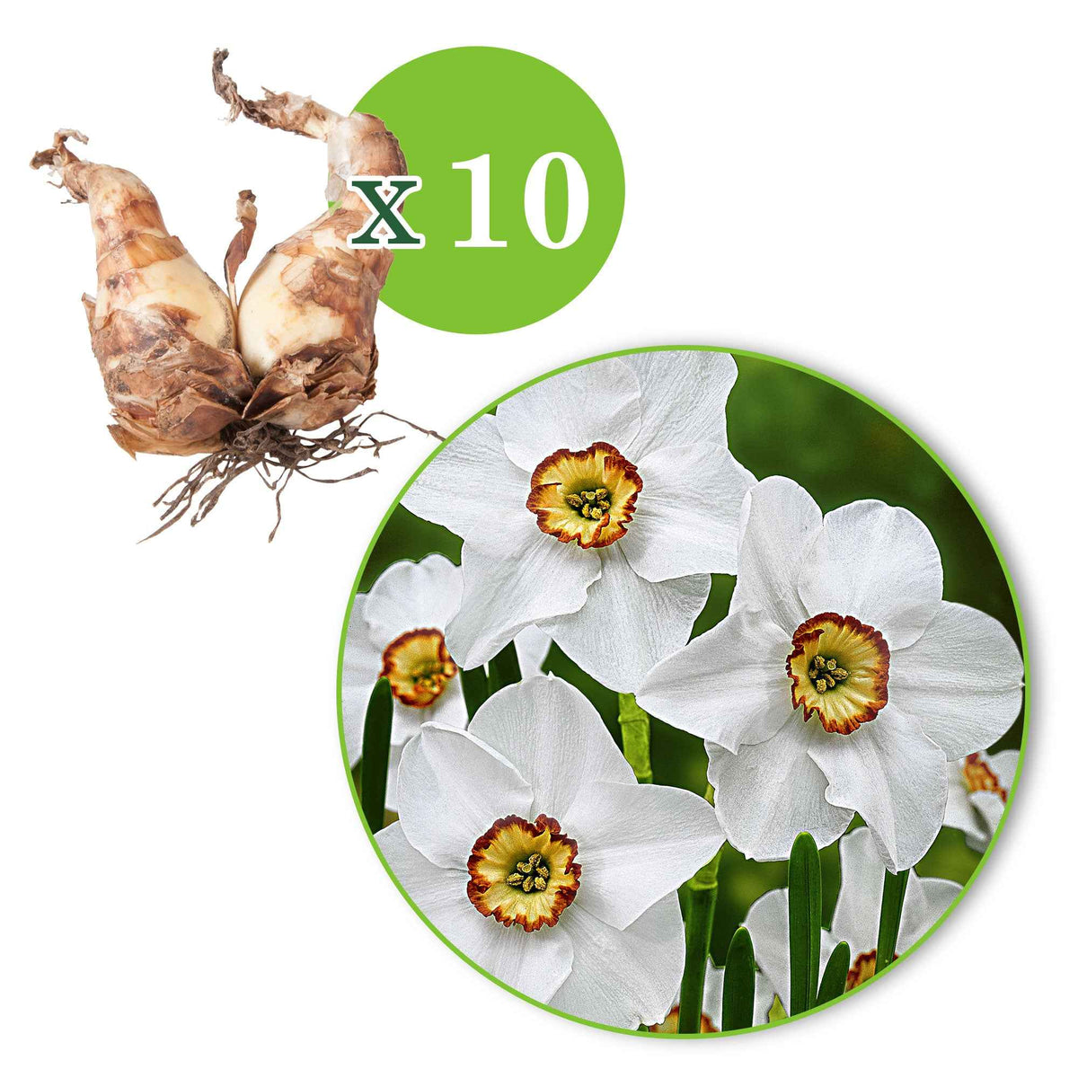 Narcissen - Dichtersnarcis (x10) - Narcissus poeticus Recurvus