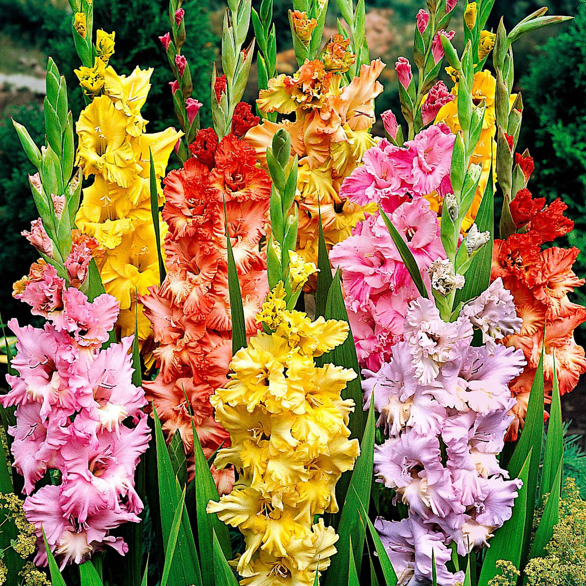 Gladiool Mix (x25) - Gladiolus - Bakker