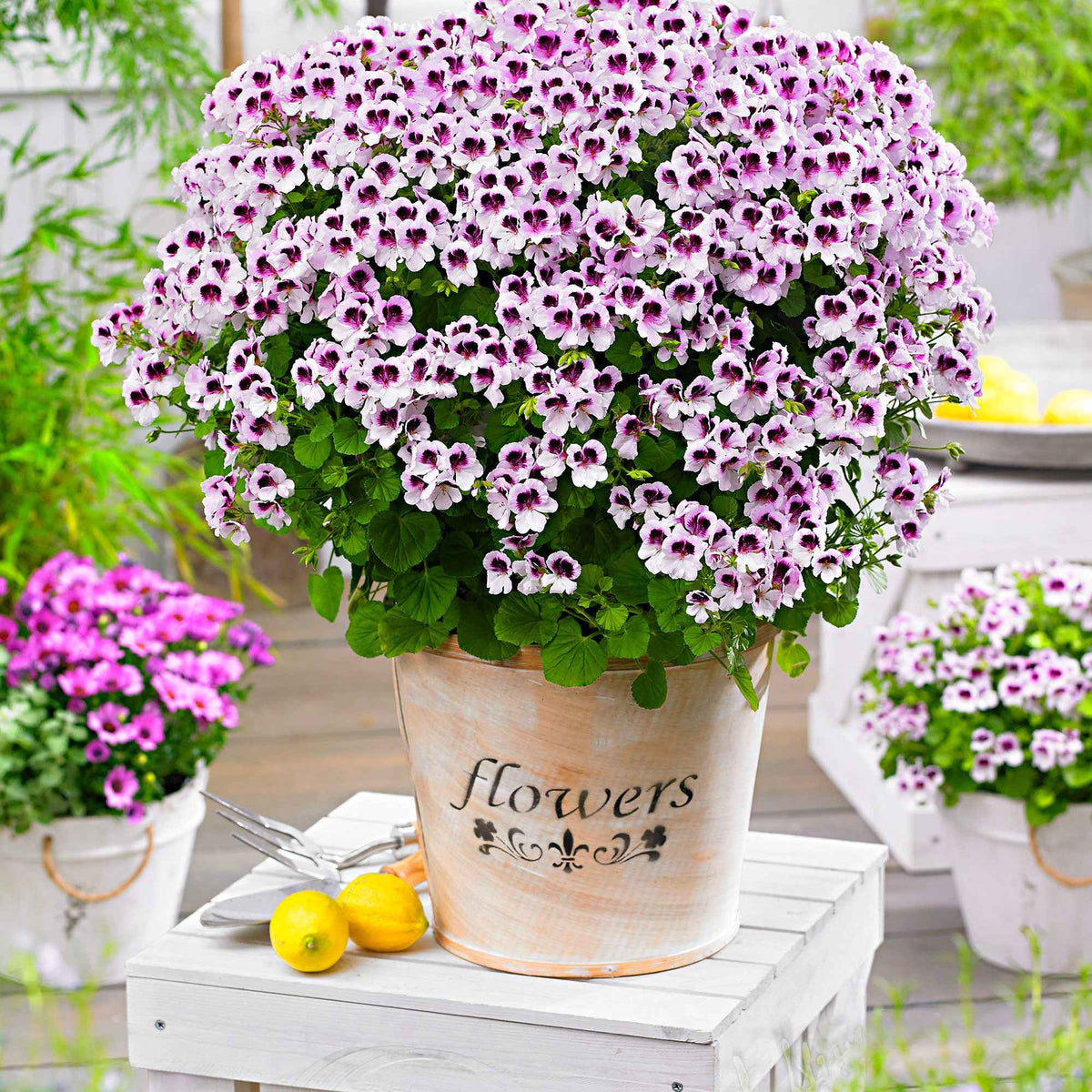 Geranium 'Mosquitaway Lizzy' (x3) - Pelargonium crispum lizzy - Bakker