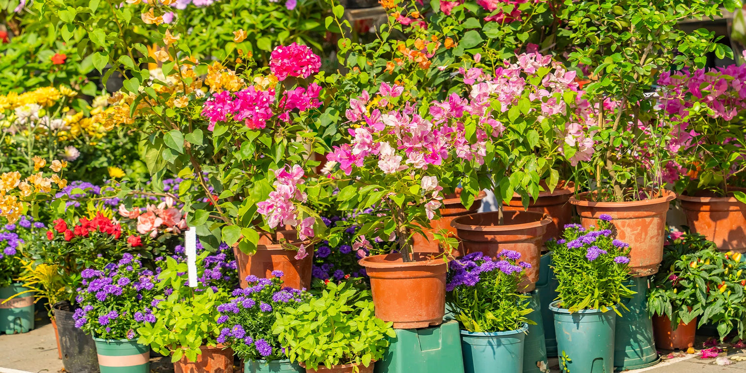 Onze collecties voor een geslaagde tuin!