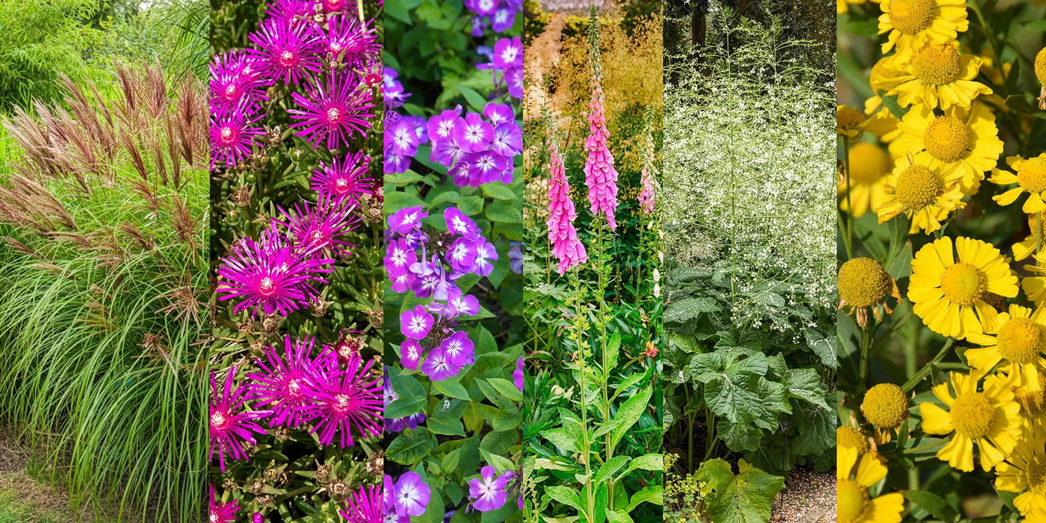 Nieuwe vaste planten