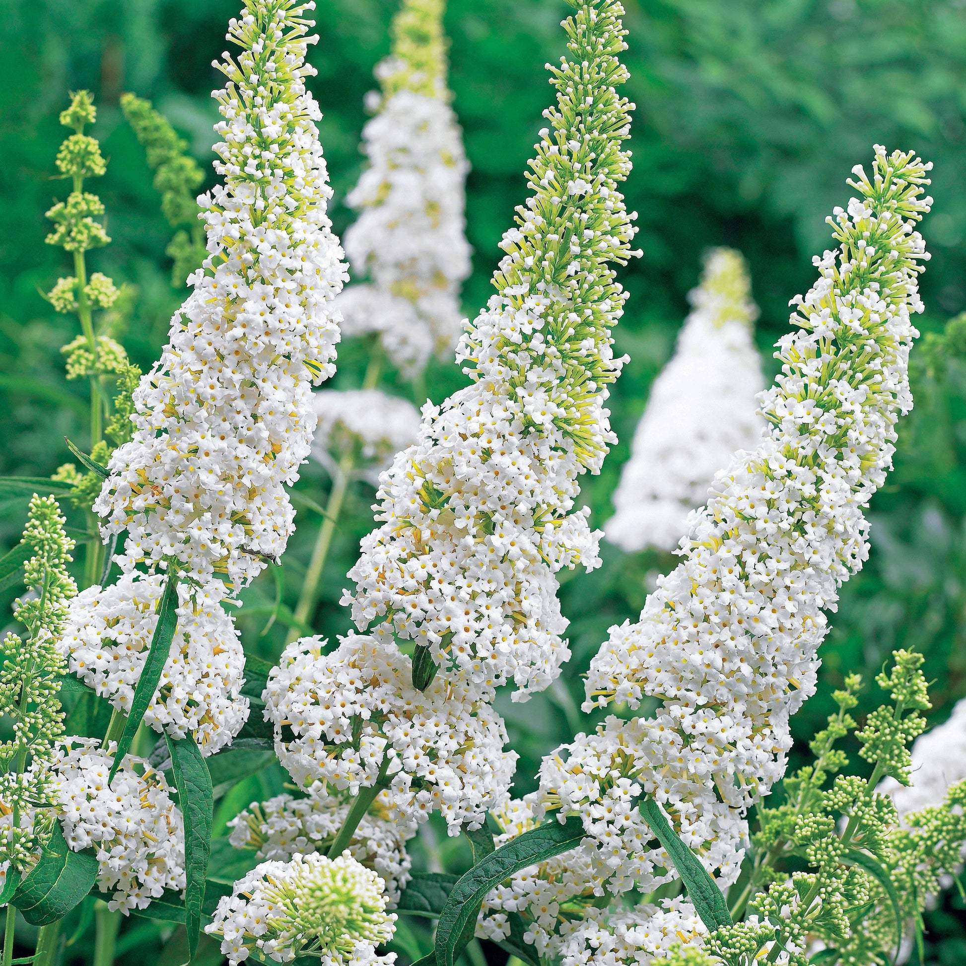 Verkoop Vlinderstruik 'White Profusion' - Buddleja davidii white profusion