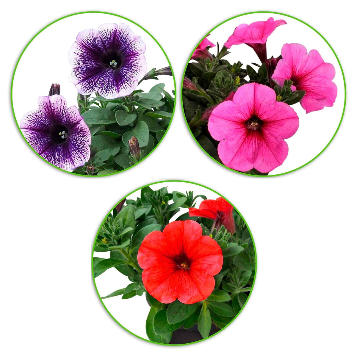 Petunia Alpe tunia® mix - Petunia Mix 'Alpetunia' (x3) - Petunia en Calibrachoa
