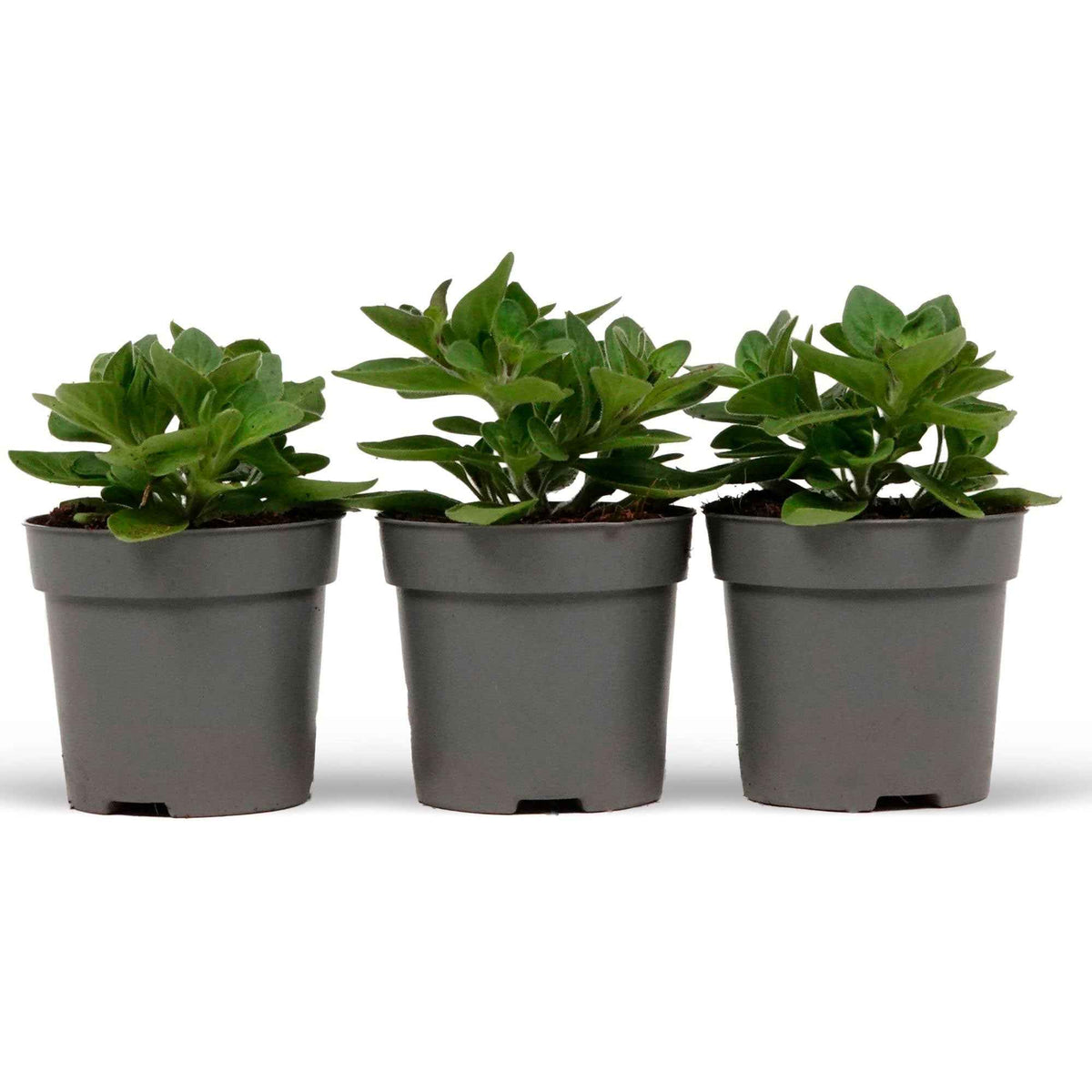Petunia en Calibrachoa - Petunia Mix 'Alpetunia' (x3) - Petunia Alpe tunia® mix