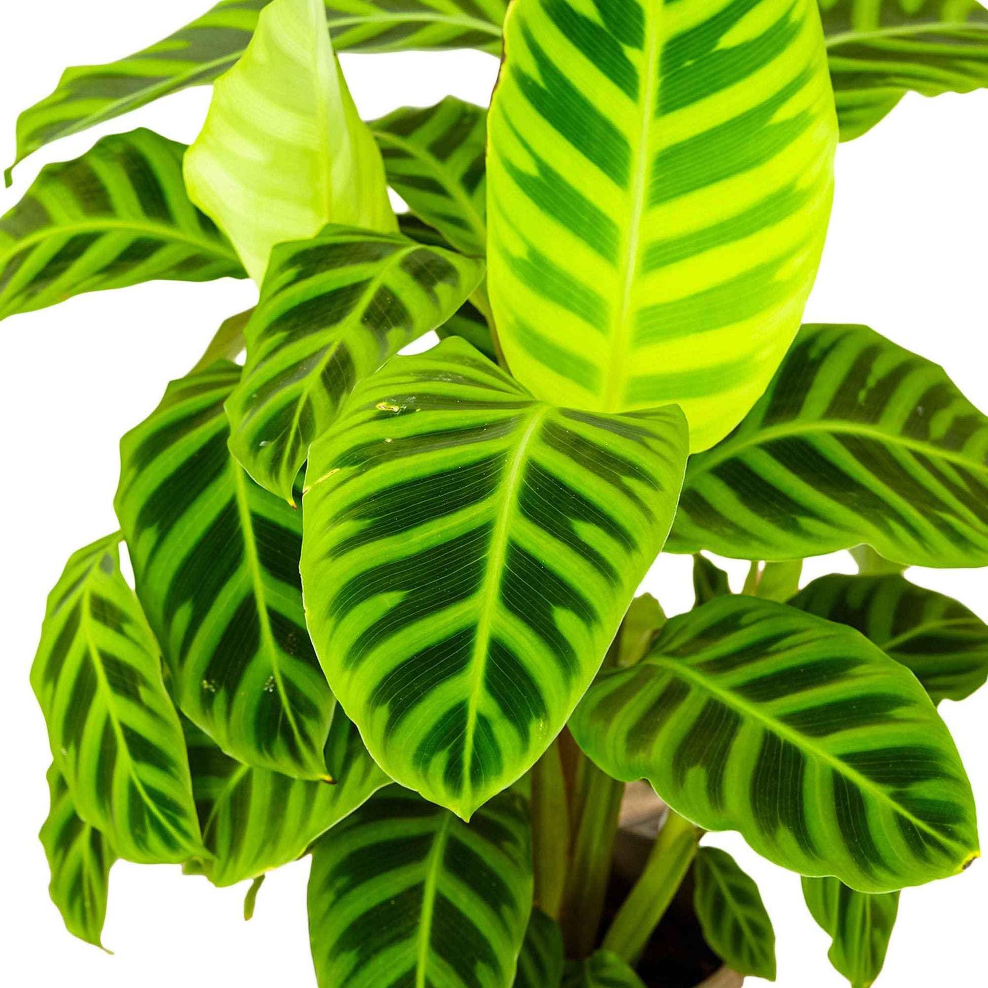Zebraplant 'Zebrina' - Calathea zebrina - Bakker