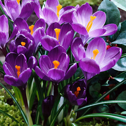 Grootbloemige krokus 'Flower Record' (x15) - Bakker