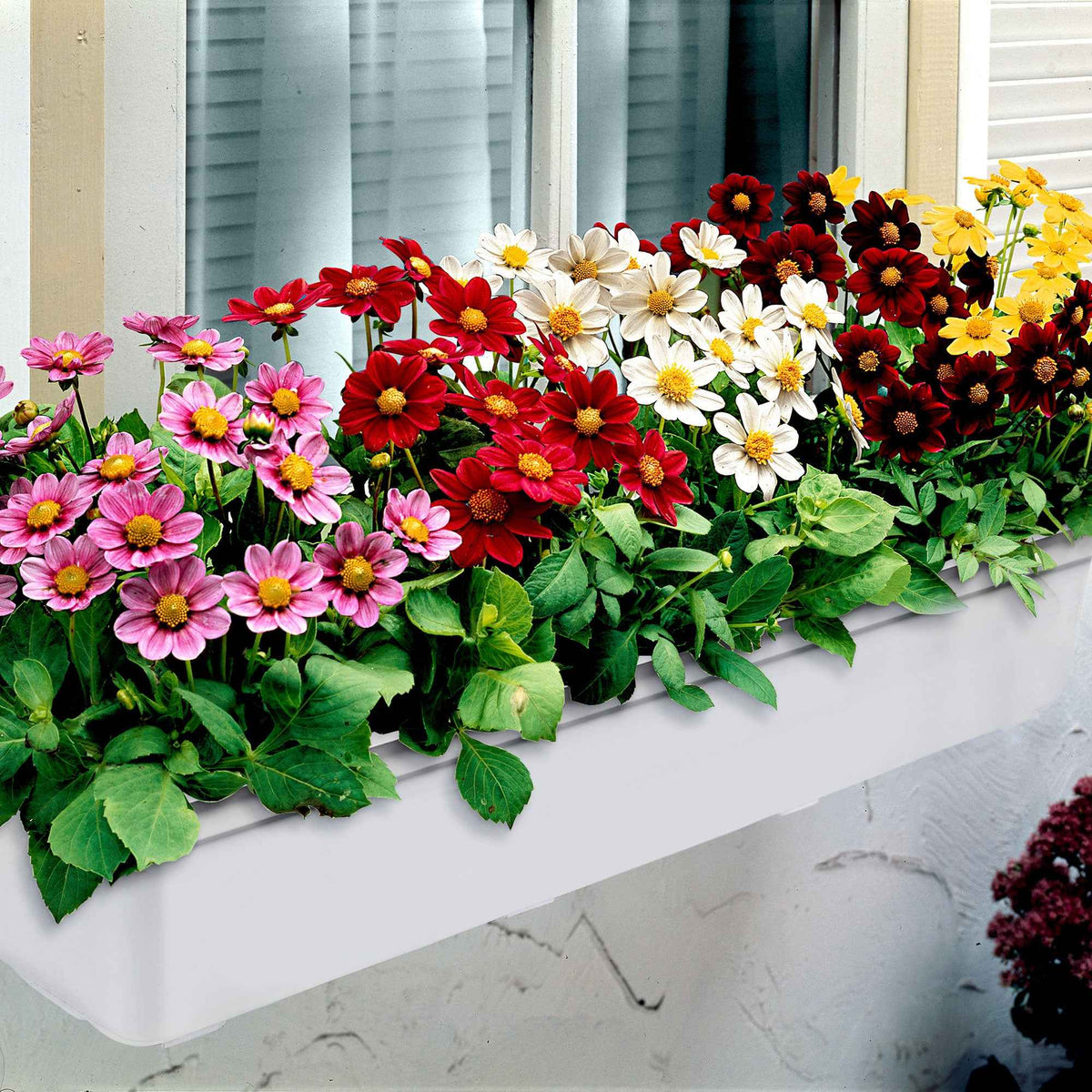 Dahlia 'Topmix' (x5) - Dahlias topmix - Bakker