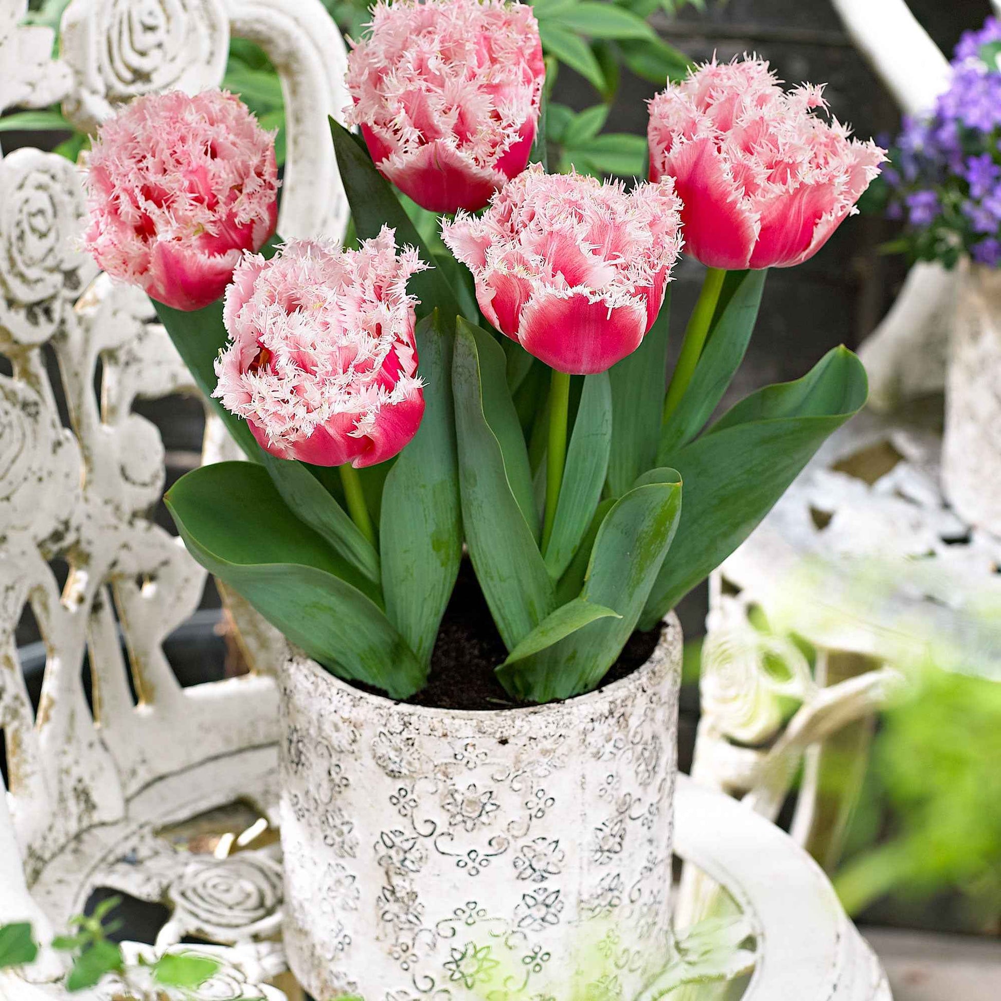 Tulipa queensland - Tulp 'Queensland' (x5) - Tulpen