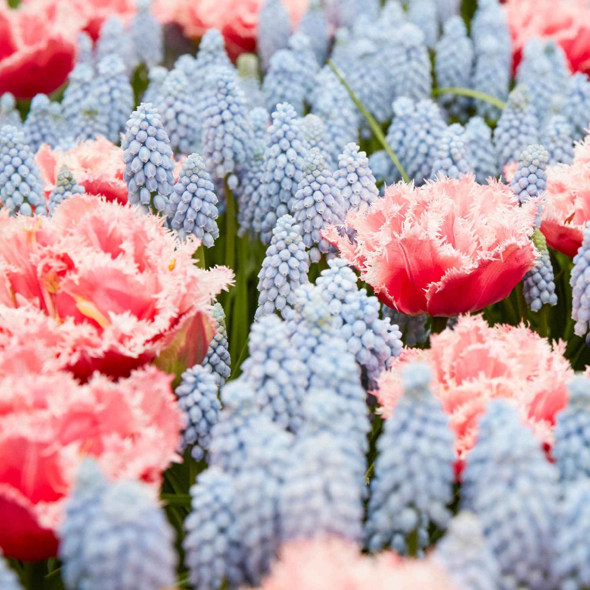 Tulpen - Tulp 'Queensland' (x5) - Tulipa queensland