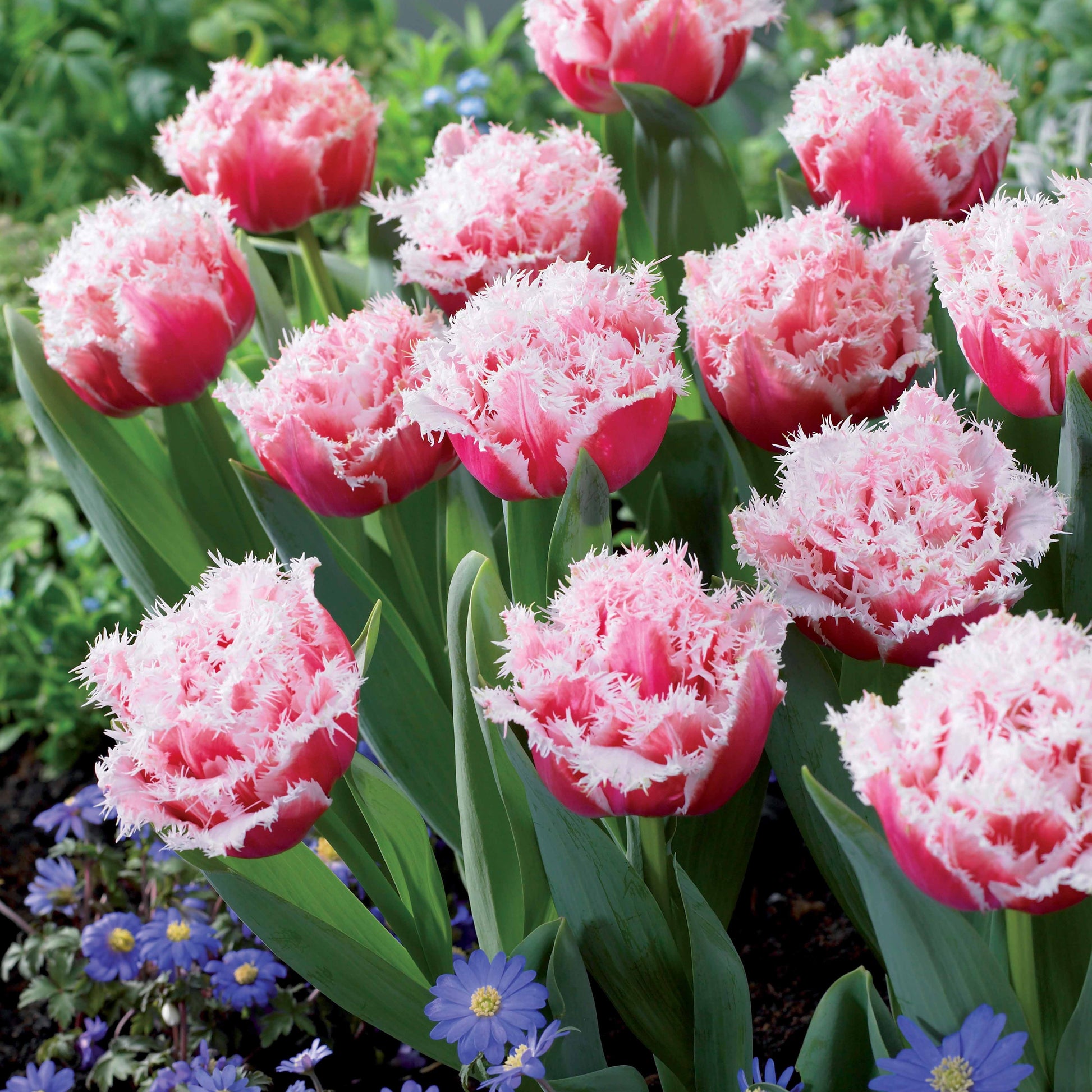 Tulp 'Queensland' (x5) - Tulipa queensland - Bakker
