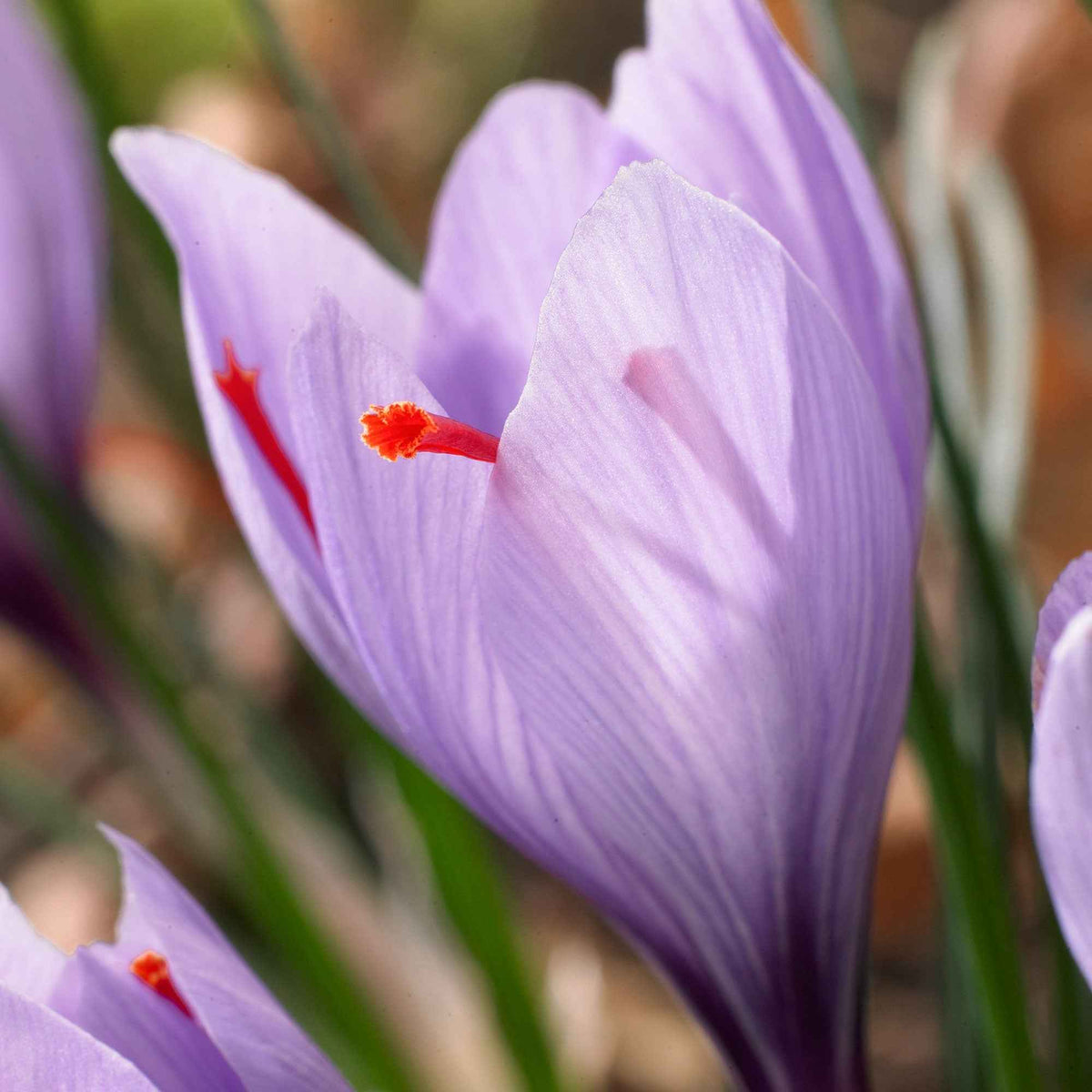 Krokus - Saffraankrokus (x10) - Crocus sativus
