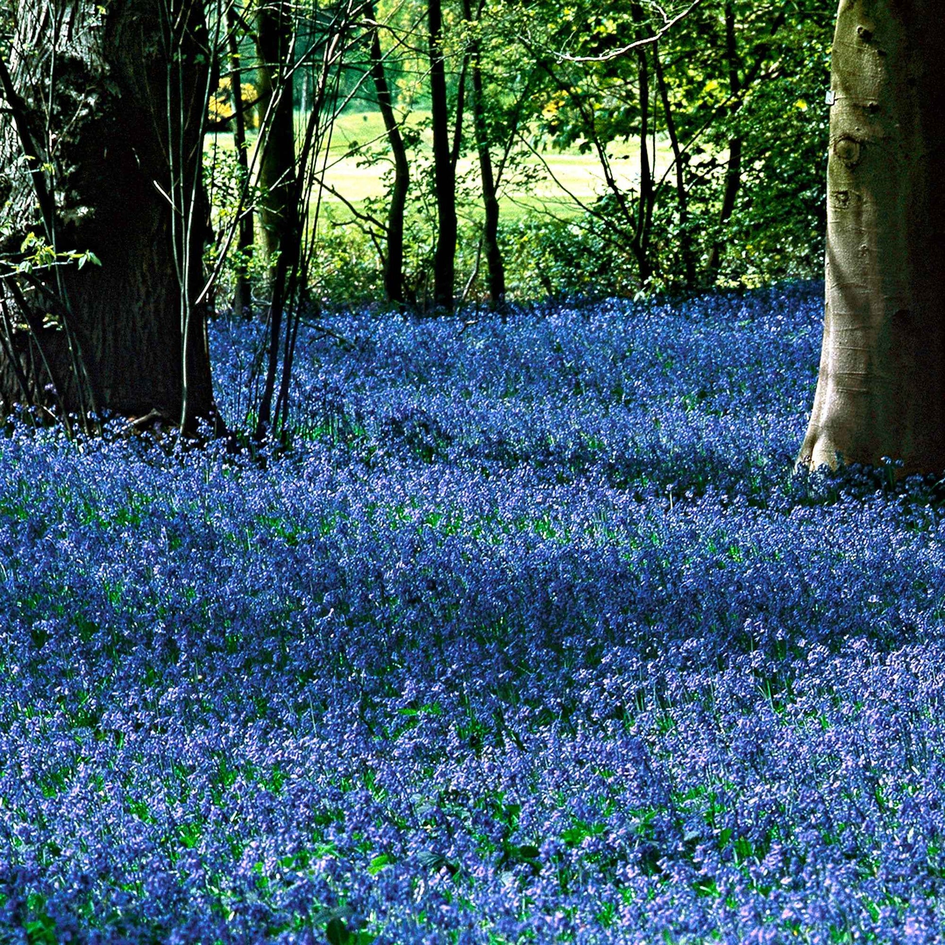 Voorjaarsbloeiers - Oosterse sterhyacint - Scilla siberica