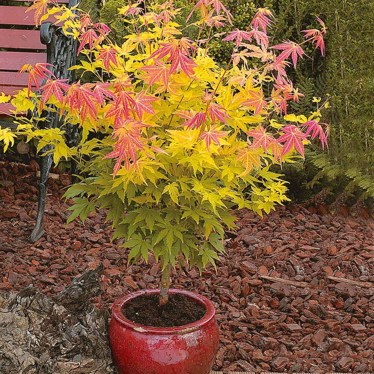 Japanse esdoorn - Japanse esdoorn 'Orange Dream' - Acer palmatum Orange Dream