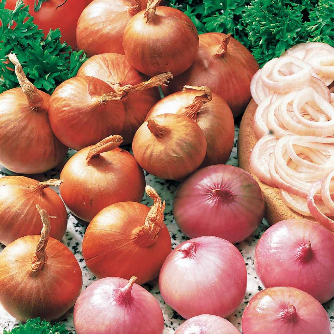 Bloembollen Rode sjalot 'Red Sun' - Allium ascalonicum red sun
