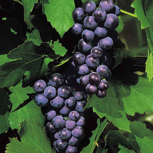 Druif 'Boskoop Glory' - Vitis boskoop glory - Fruit