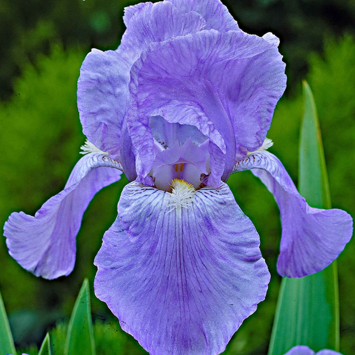 Iris germanica - Duitse iris - Baardiris - Mix 'Magic Melange' (x5) - Iris germanica