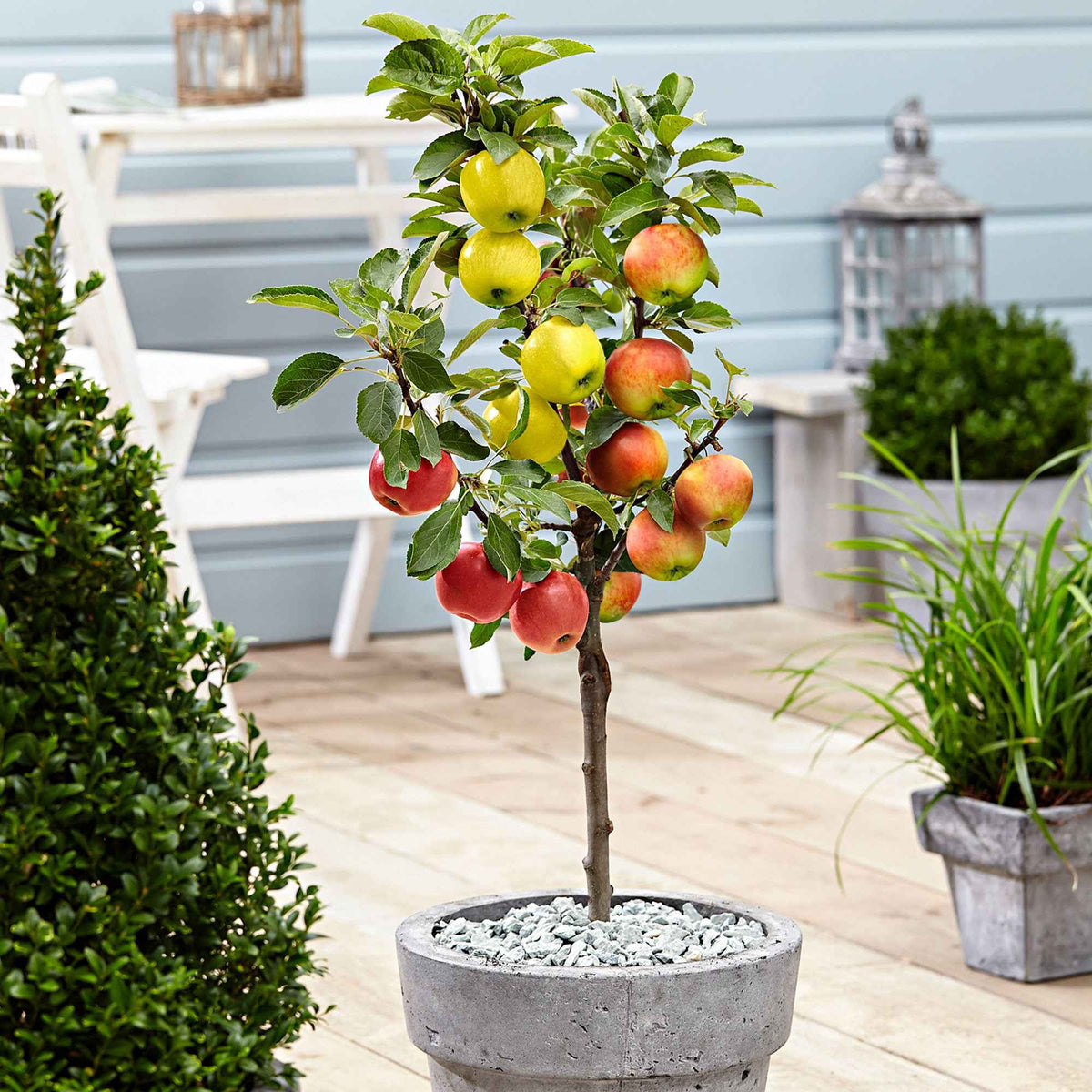 Appelboom - Trio 'Jonagored' + Golden Delicious'+ 'Elstar' - Bakker