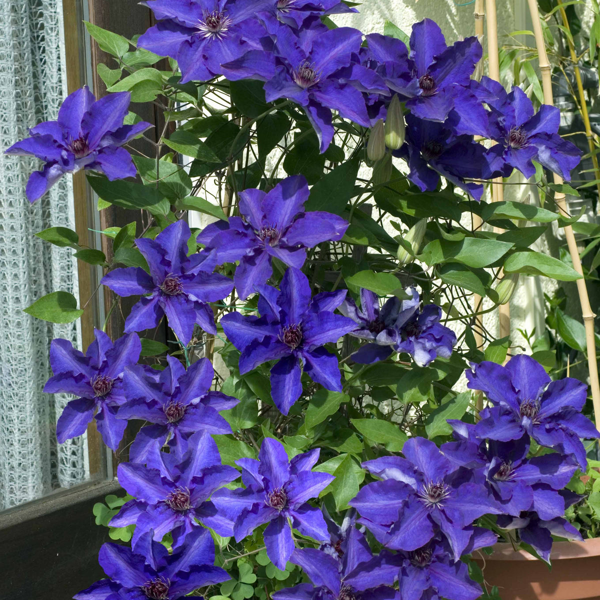 Clematis - Bosrank 'The President' - Clematis Président