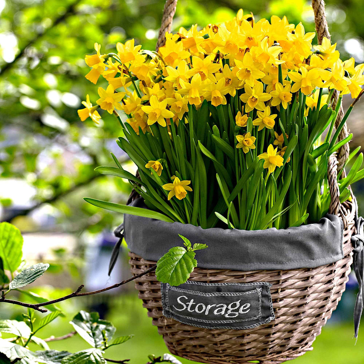 Narcis 'Tête-à-Tête' (x10) - Bakker