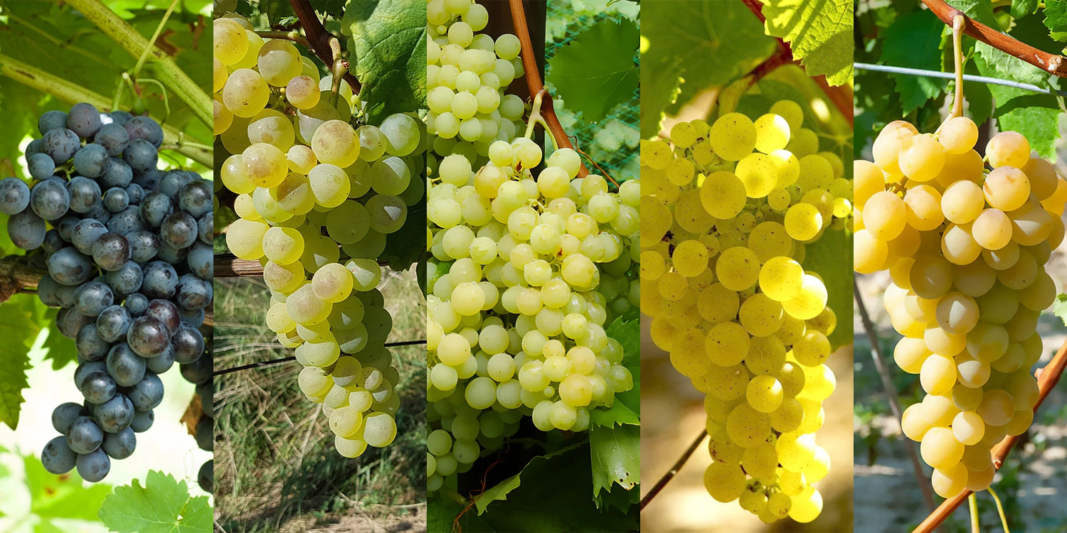 Weekenddeal: Druivenstruiken tot 65%!