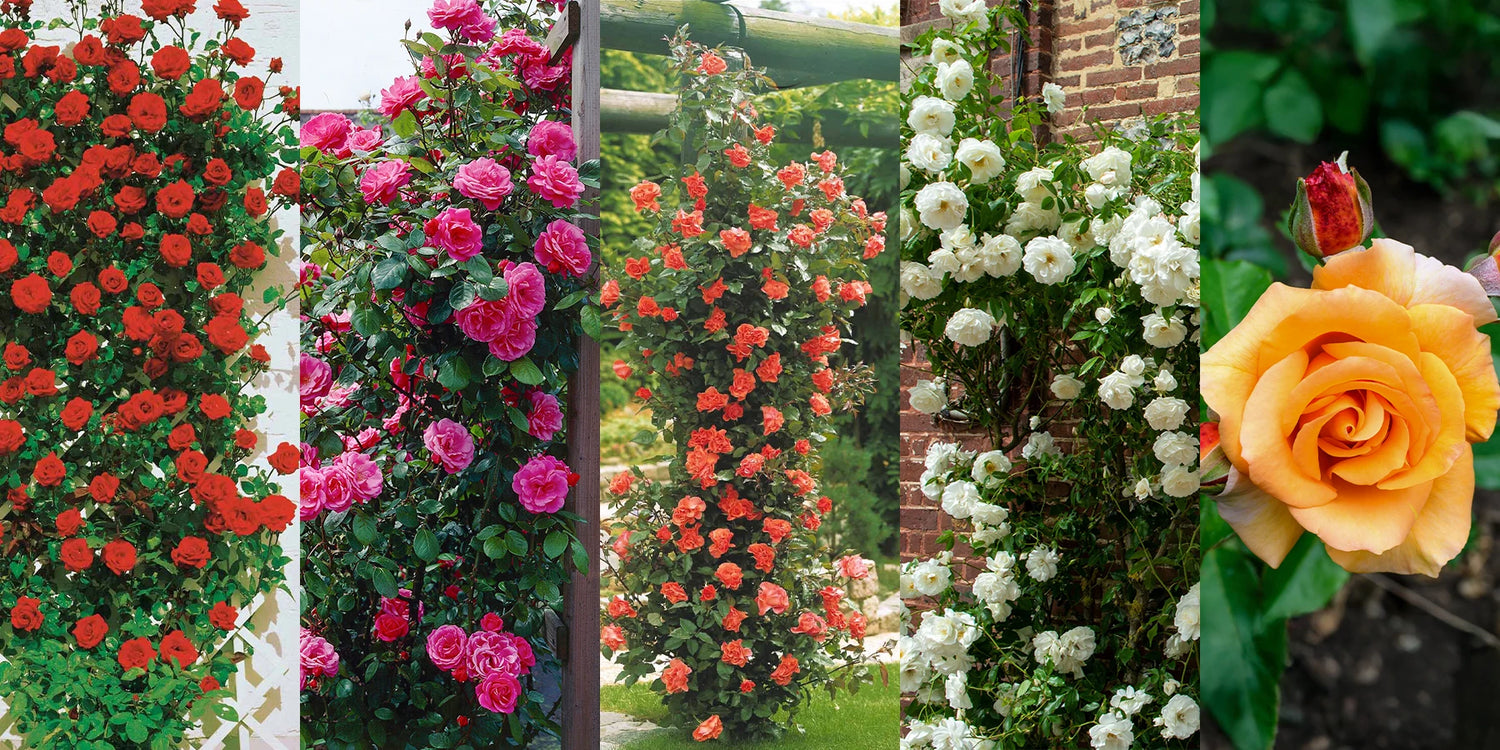 5 Klimrozen met 50% korting!