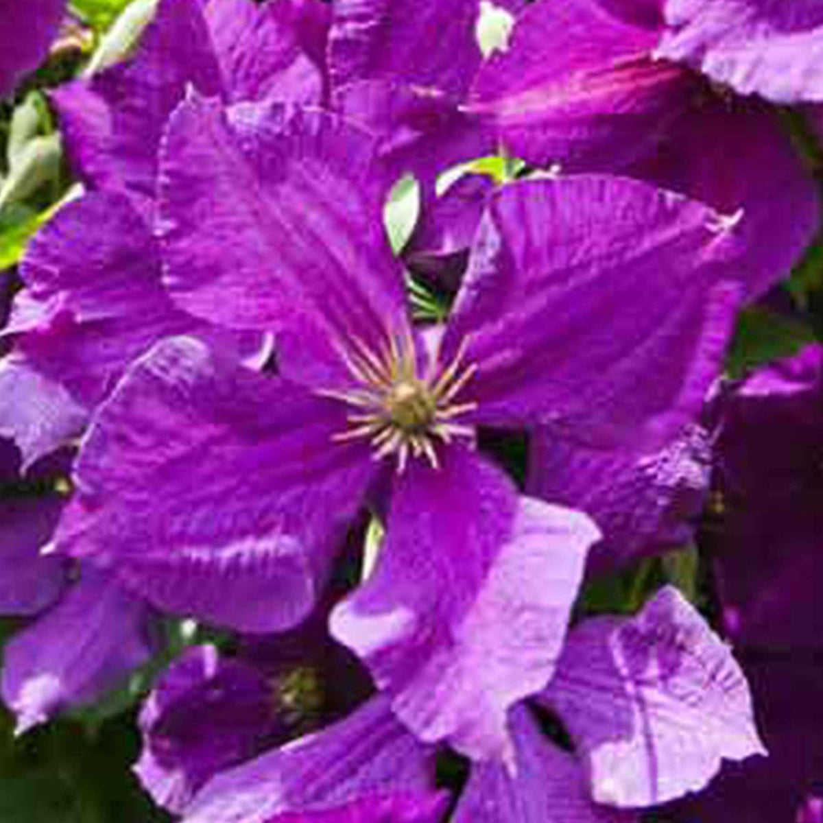 Clematis - Bosrank 'Jackmanii' - Clematis Jackmanii