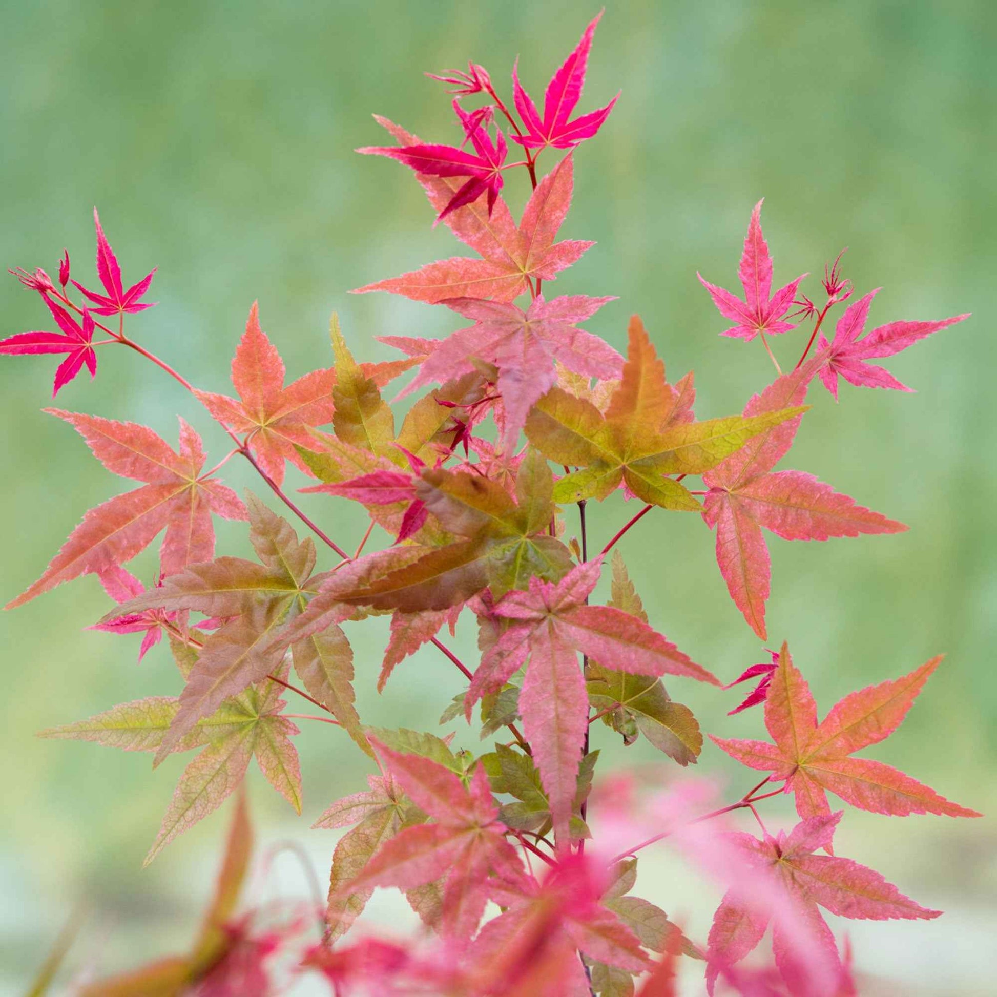 Japanse esdoorn 'Beni-maiko' - Acer palmatum Beni Maiko - Bakker