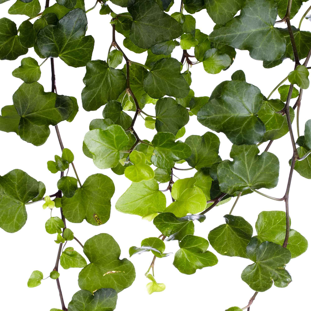 Klimop 'Wonder' - Hedera helix wonder - Bakker