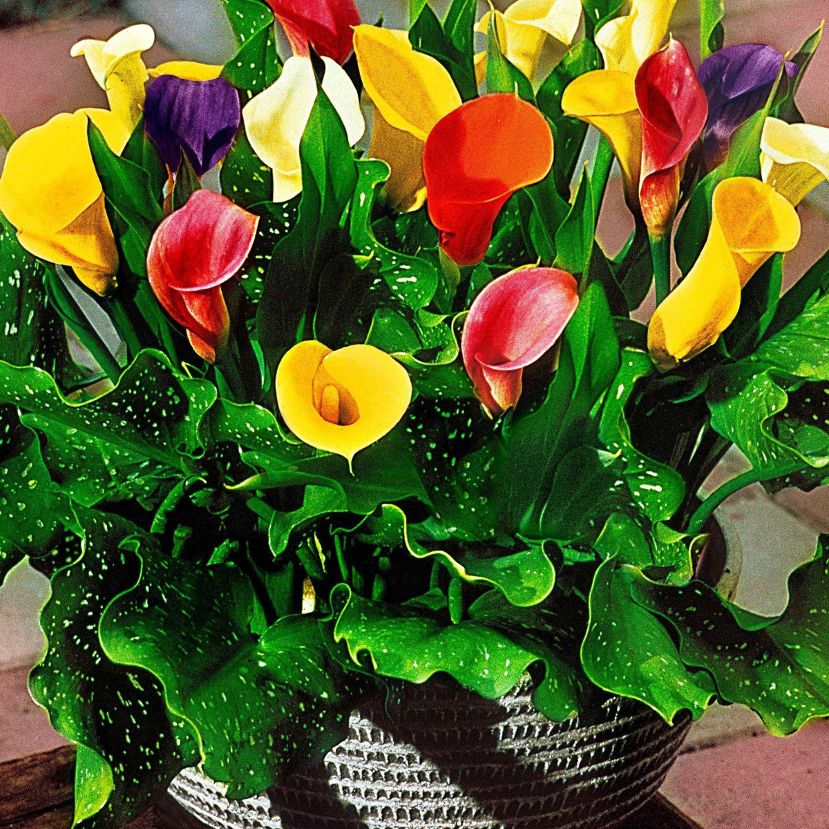 Aronskelk - Mix geel + rood + roze (x3) - Zantedeschia 'summer time' - Bakker