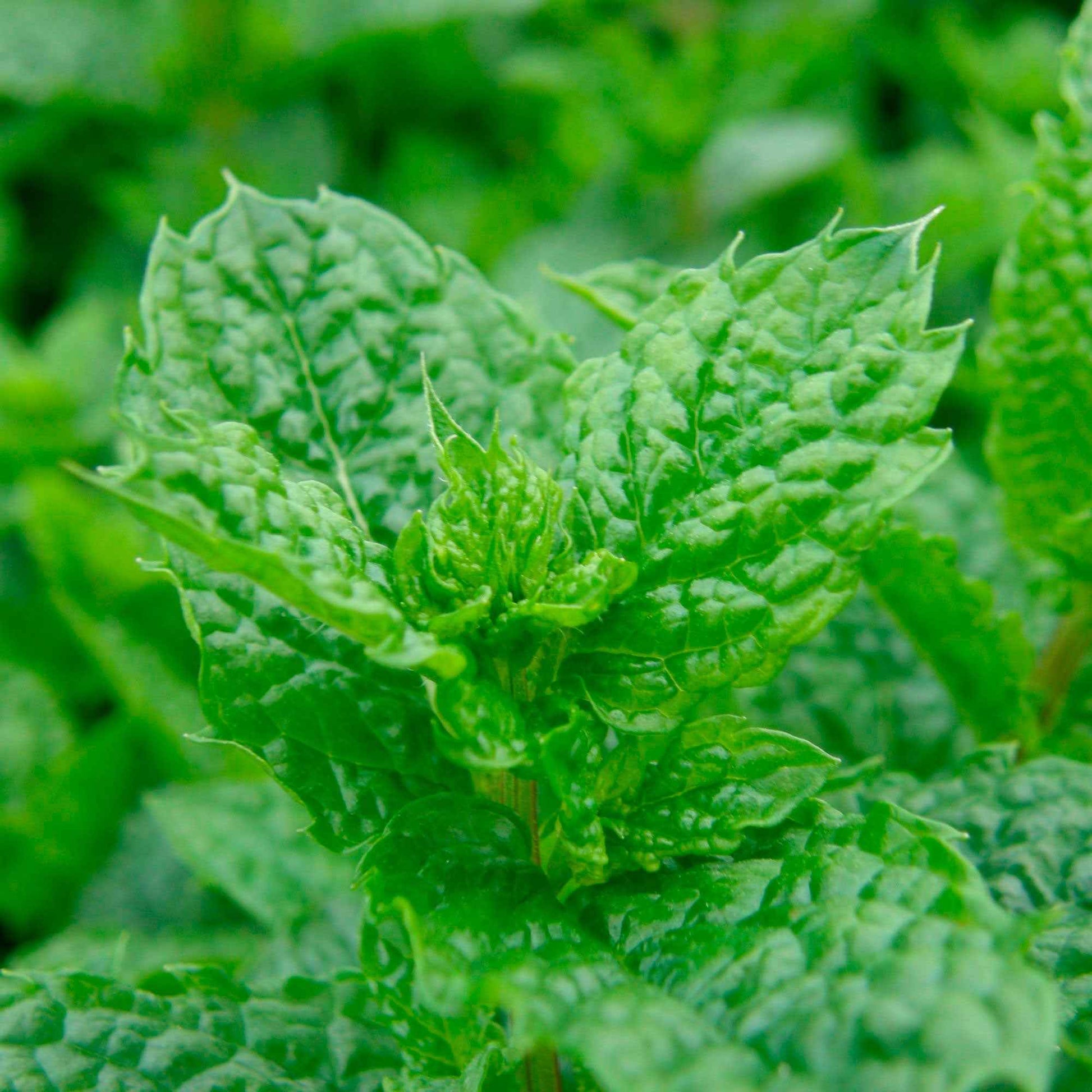 Marokkaanse munt 'Maroccan' - Mentha spicata - Bakker