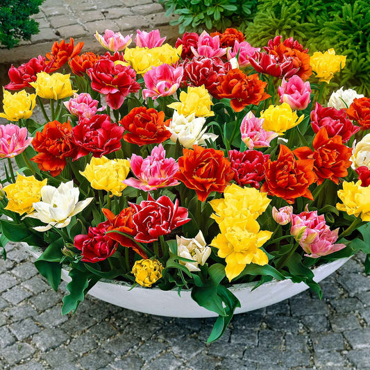 Dubbelbloemige tulp Mix 'Murillo' - Bakker