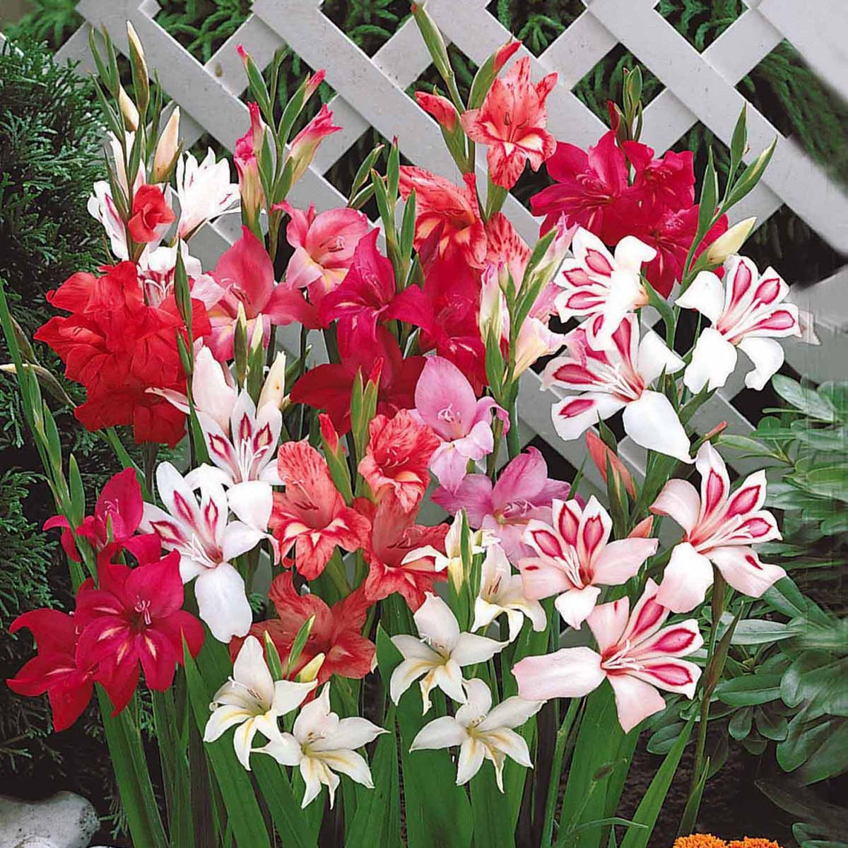Dwerggladiool Mix (x20) - Gladiolus nanus - Bakker