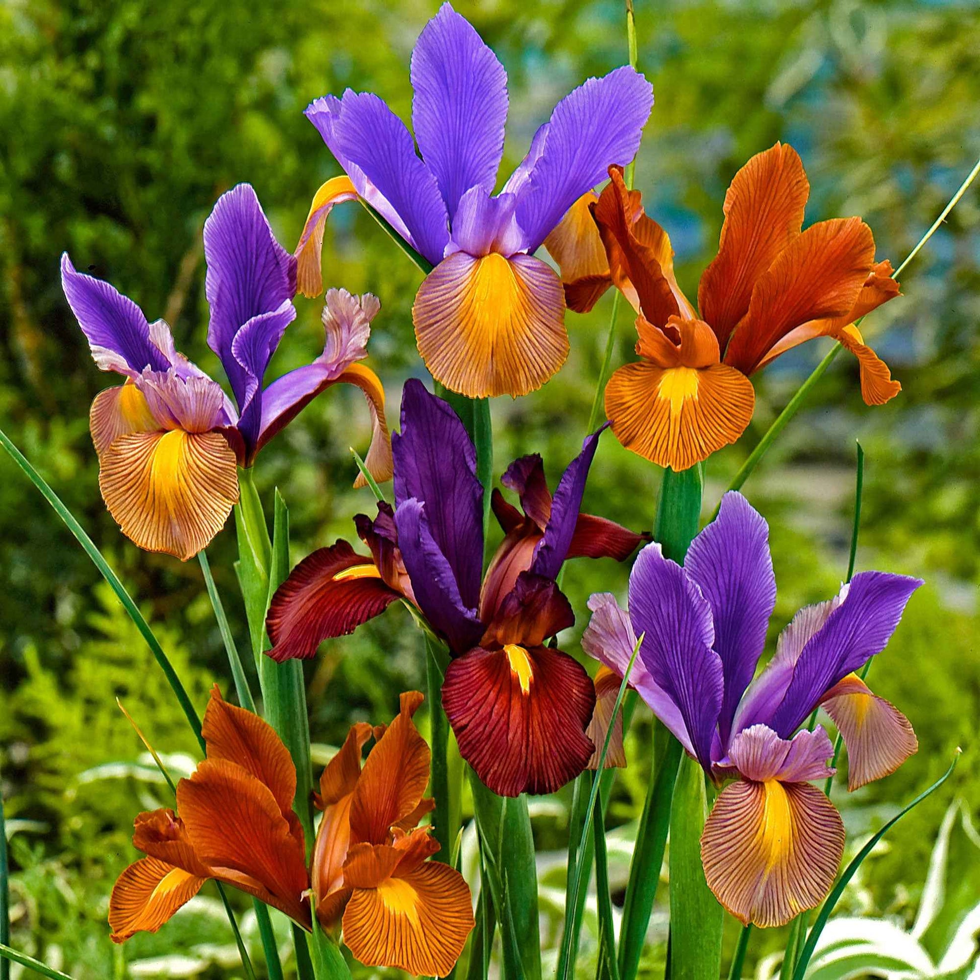 Iris 'Tiger' (x40) - Iris hollandica 'tiger' - Bakker