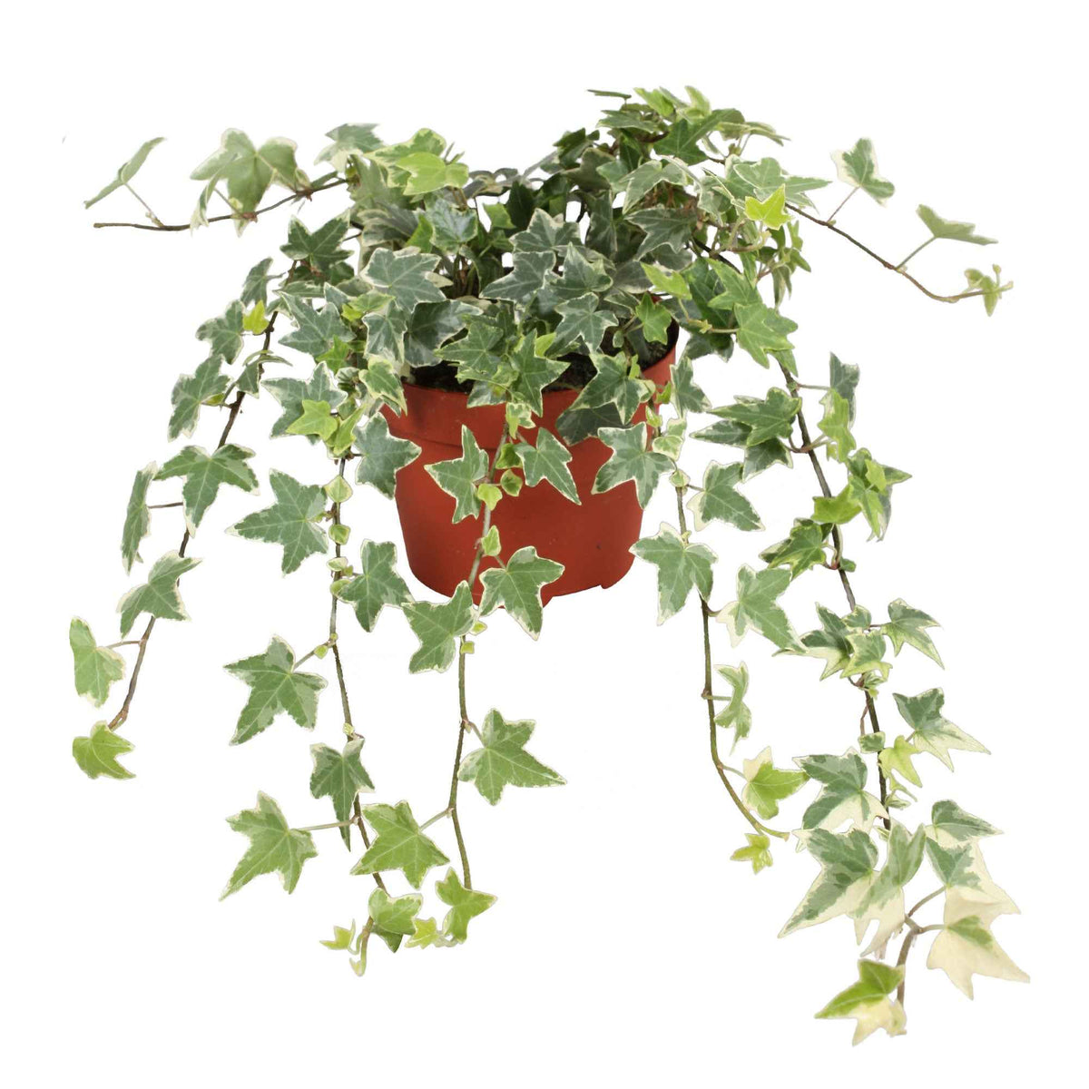 Hedera helix eva - Klimop 'Eva' - Hedera - Klimop