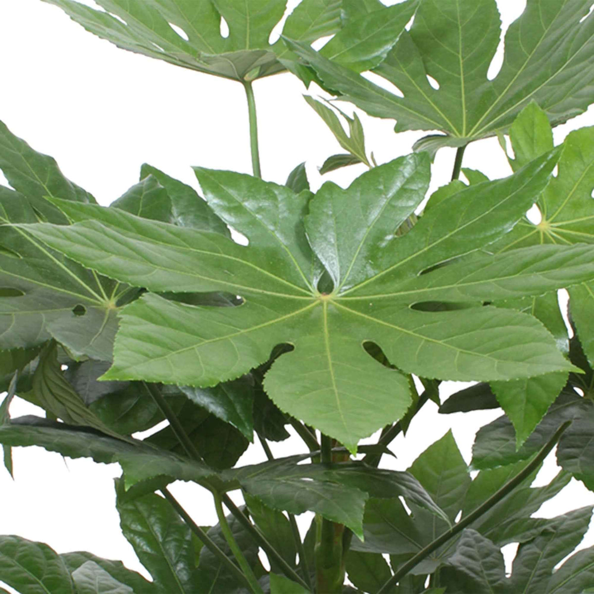 Vingerplant - Fatsia japonica - Bakker