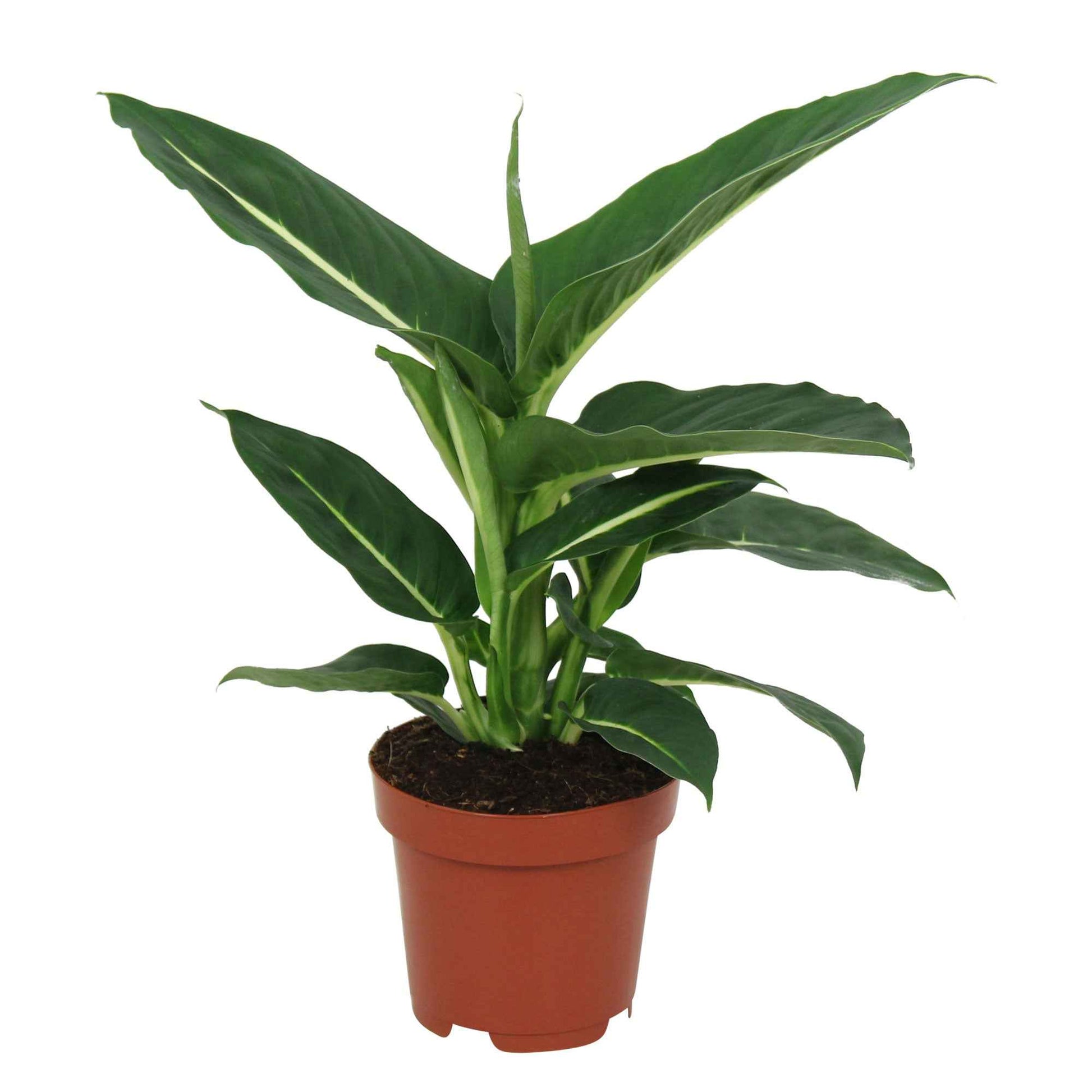 Dieffenbachia green magic - Dief van Bagdad 'Green Magic' - Dieffenbachia