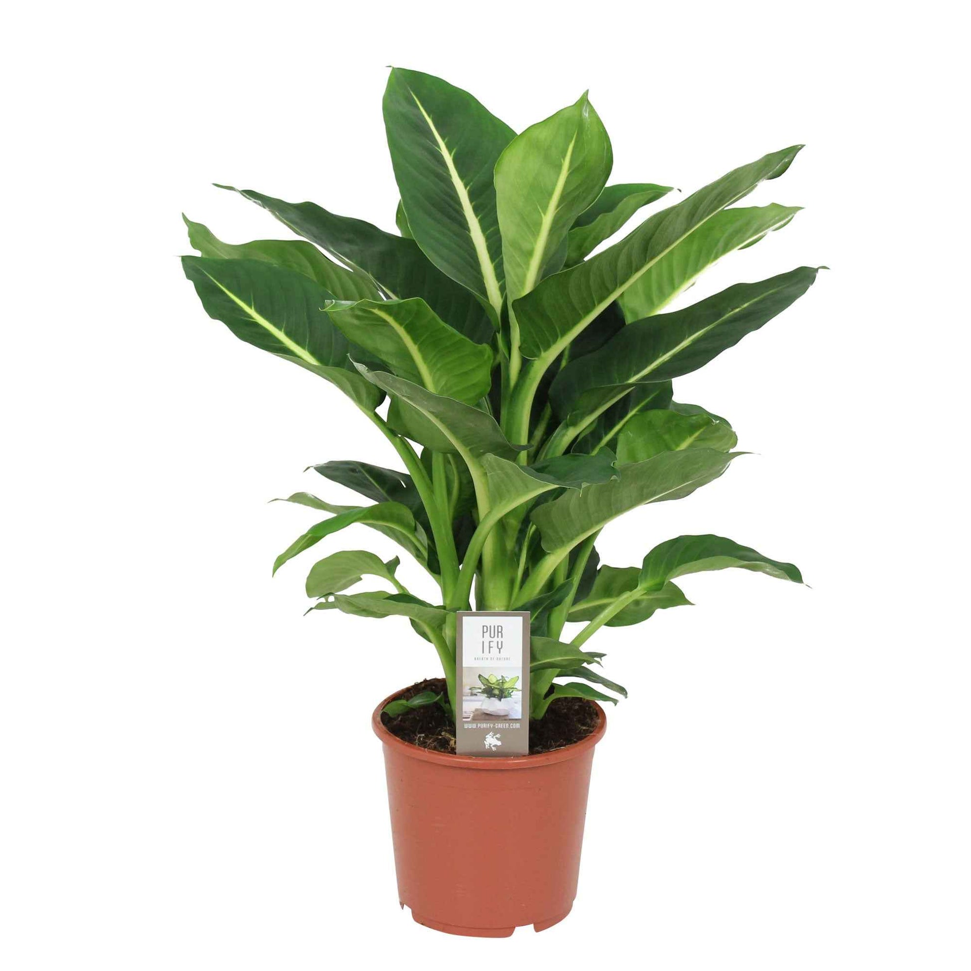 Dieffenbachia - Dief van Bagdad 'Green Magic' - Dieffenbachia green magic