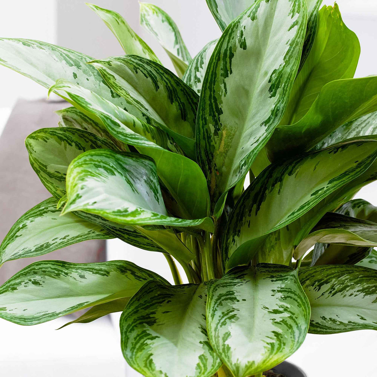 Chinese evergreen 'Silver Bay' - Aglaonema silver bay - Bakker