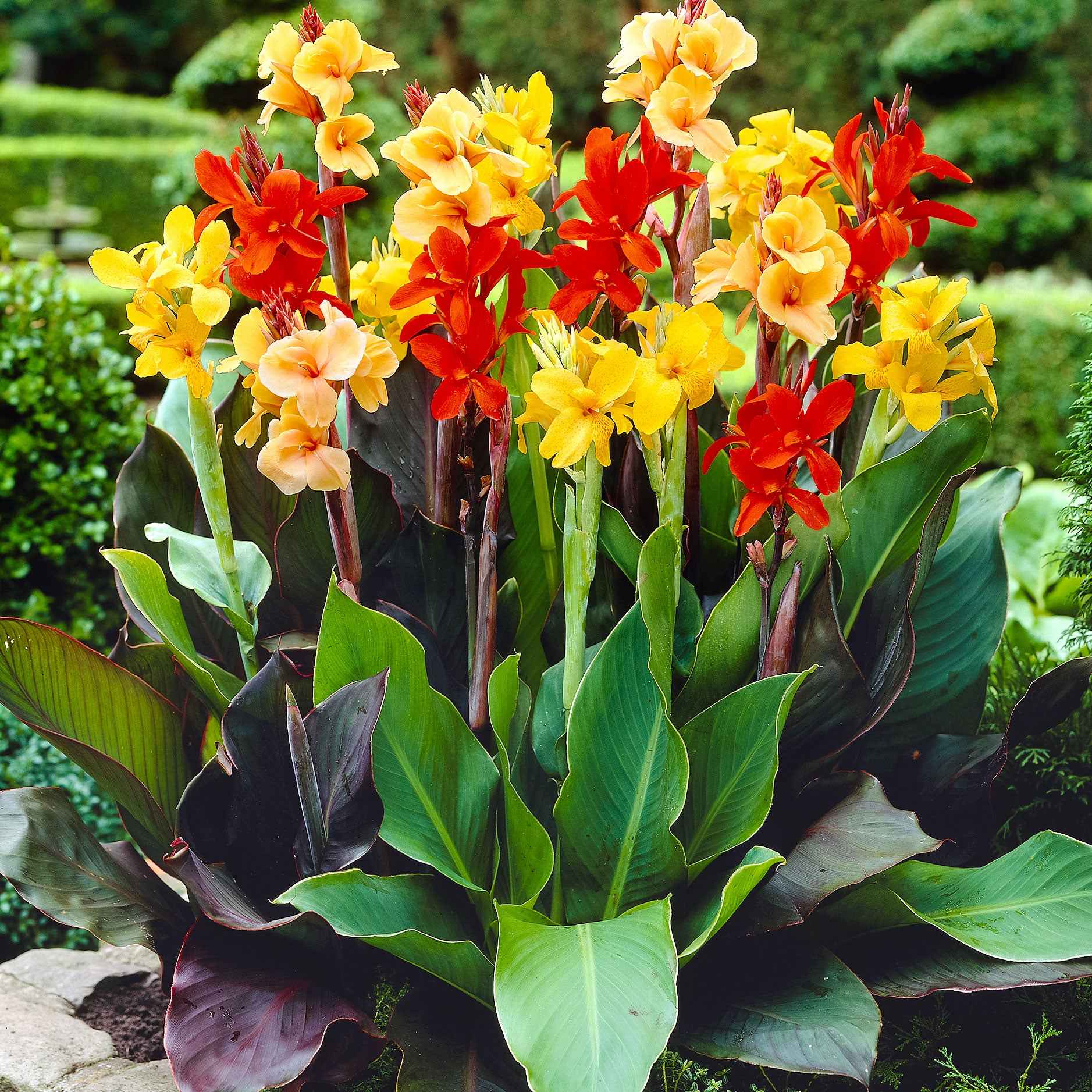 Indisch bloemriet Mix (x4) - Bakker