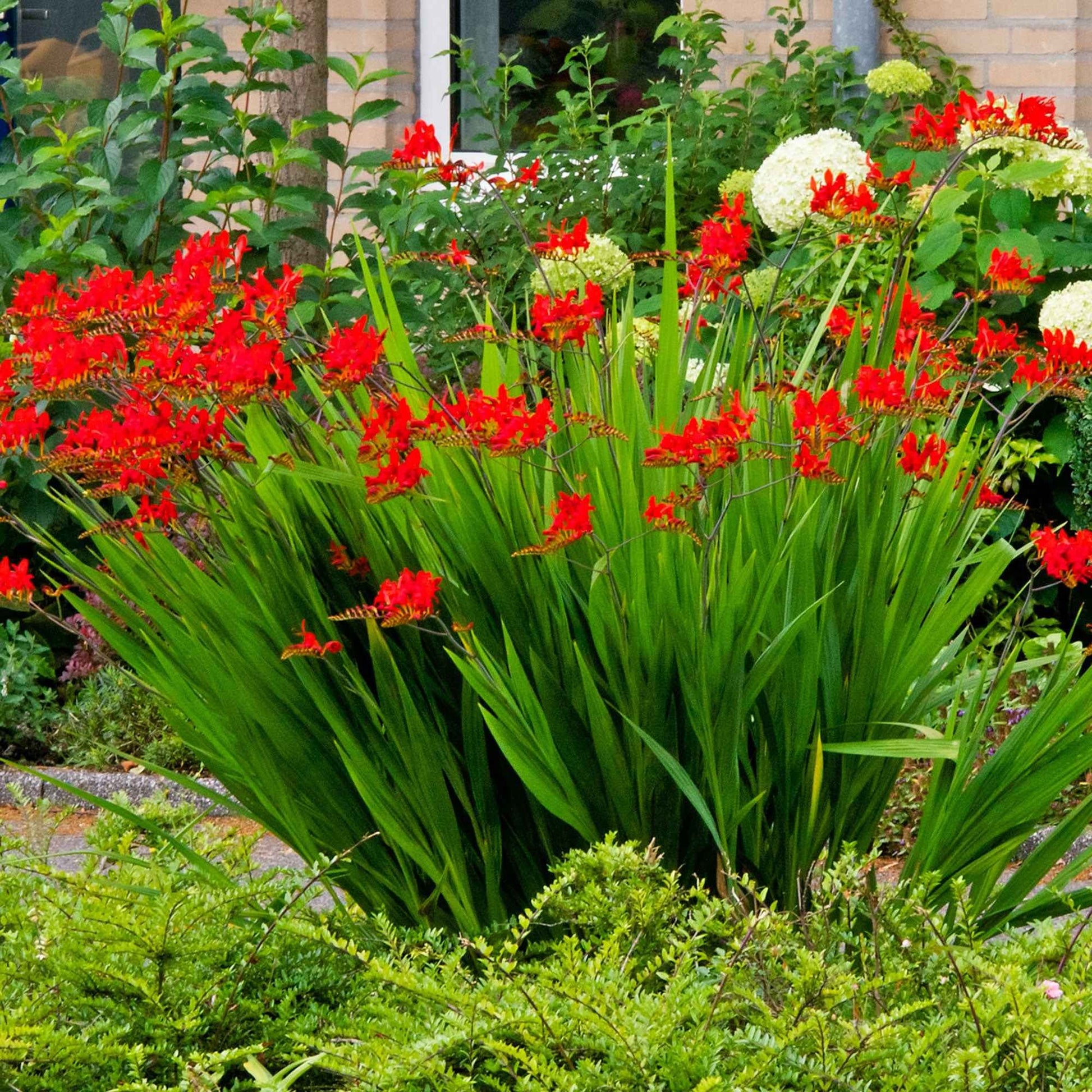 Crocosmia red - Crocosmia 'Lucifer' (x15) - Natuurlijke bloembollenbedden