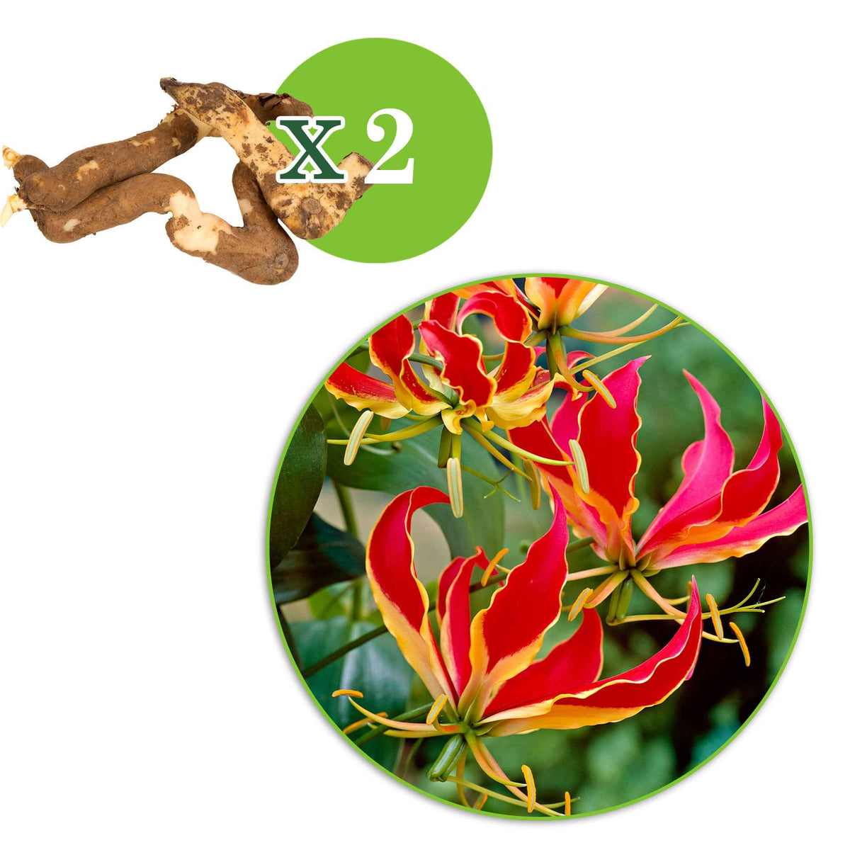 Zomerbloeiers - Klimlelie 'Rothschildiana' (x2) - Gloriosa superba 'rothschildiana'