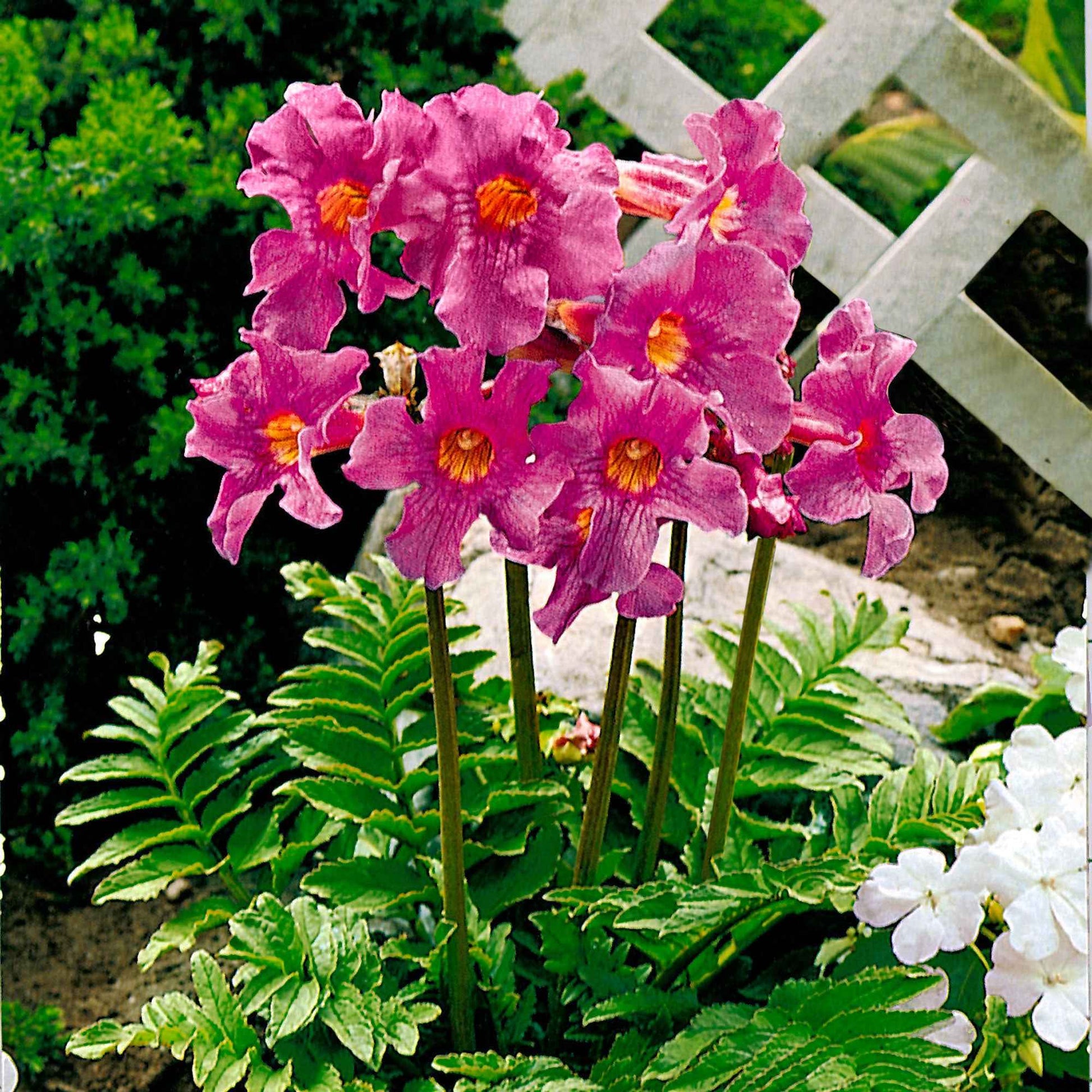 Tuingloxinia - Incarvillea delavayi - Bakker