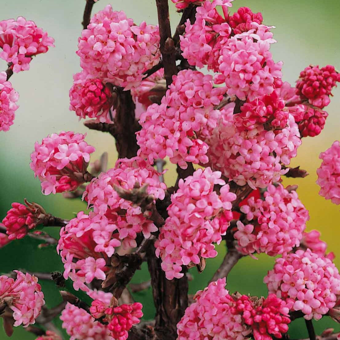 Sneeuwbal (Viburnum) - Wintersneeuwbal 'Dawn' - Viburnum bodnantense Dawn