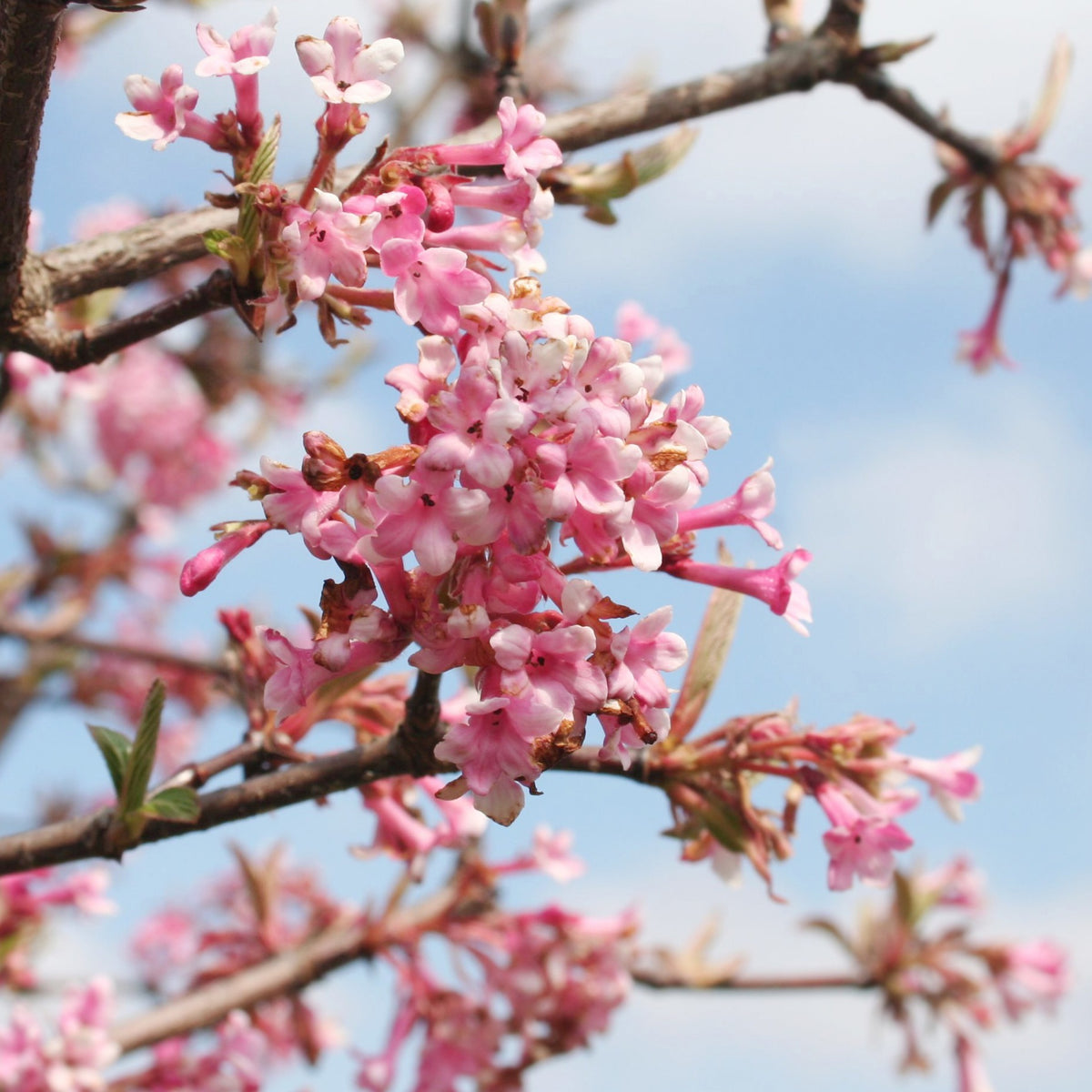 Wintersneeuwbal 'Dawn' - Viburnum bodnantense Dawn - Bakker
