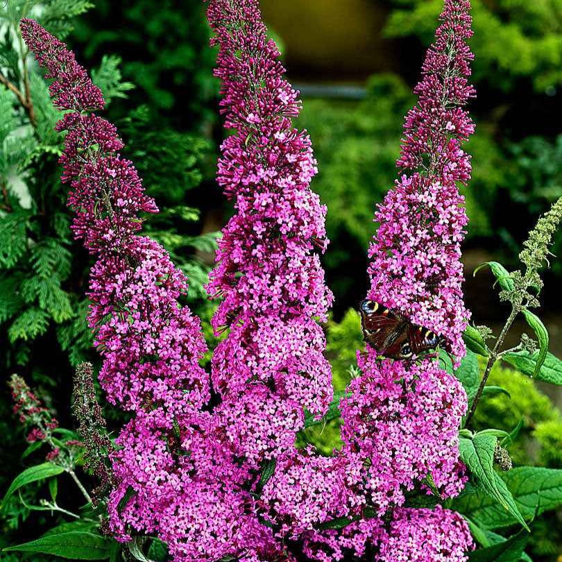 Vlinderstruik 'Pink Delight' - Buddleja davidii pink delight - Bakker