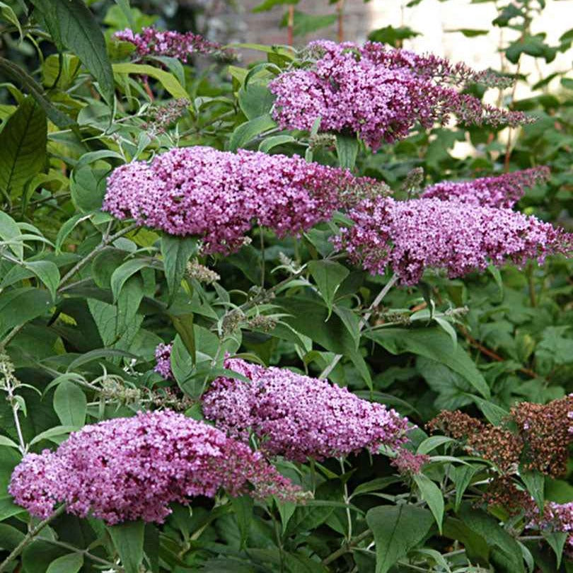 Buddleja davidii pink delight - Vlinderstruik 'Pink Delight' - Vlinderstruik - Buddleja