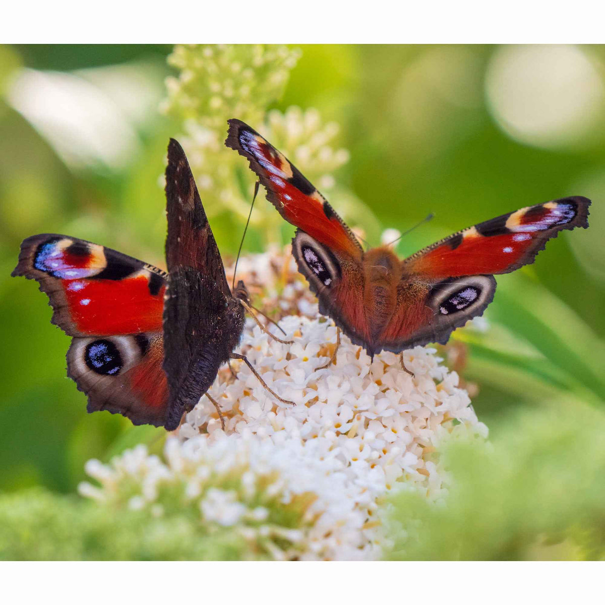Verkoop Vlinderstruik 'Royal Red' + 'White Profusion' + 'Empire Blue' - Buddleja davidii Royal Red, White Profusion, Empire Blue