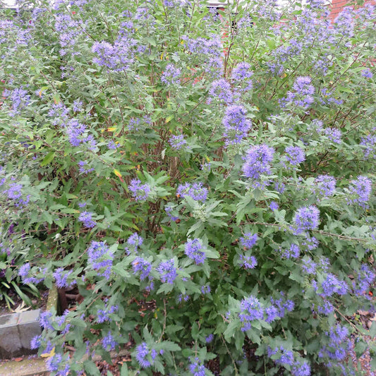 Caryopteris 'Heavenly Blue' - Bakker