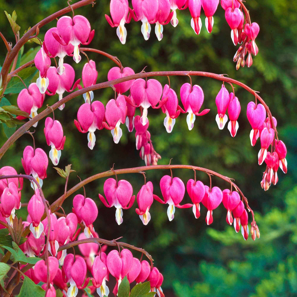 Gebroken hartje - Gebroken hartje - Dicentra spectabilis