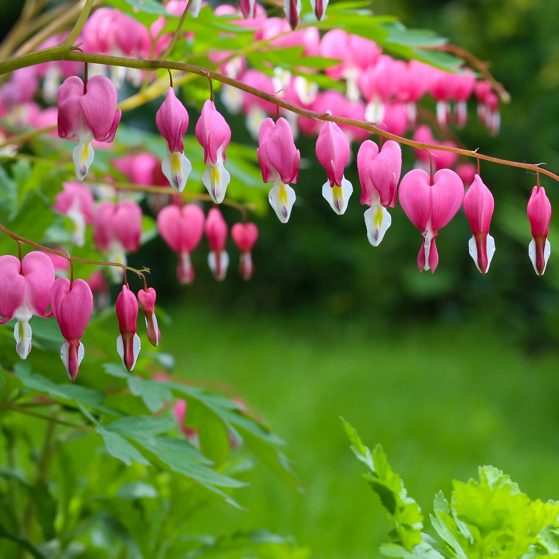 Gebroken hartje - Dicentra spectabilis - Bakker